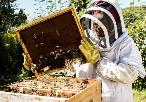 apicultura-3